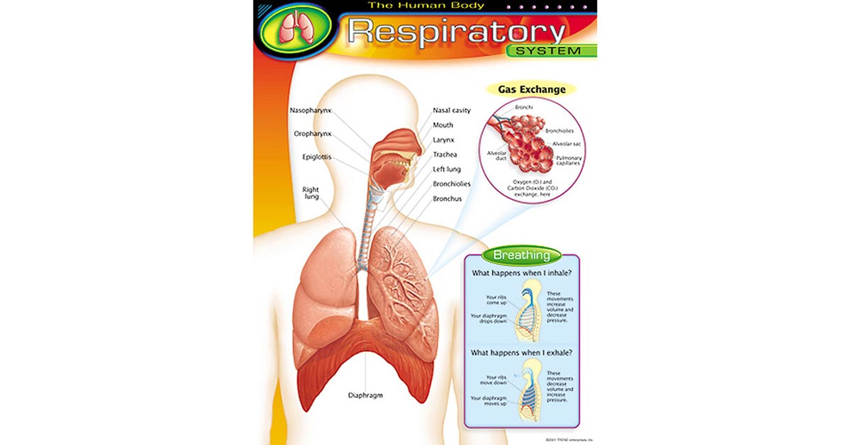 The Human Bodyrespiratory System Learning Chart T 38094 Trend