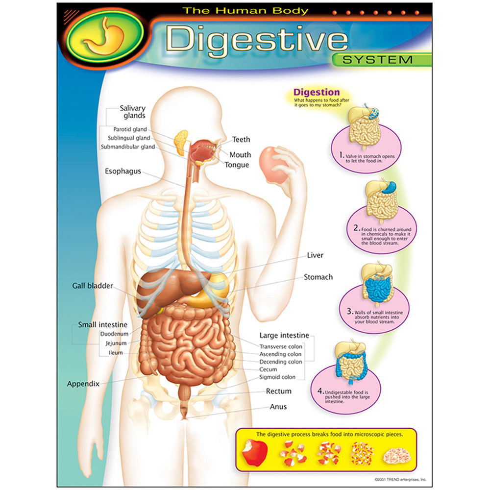 The Human Body?Digestive System Learning Chart - T-38092 | Trend