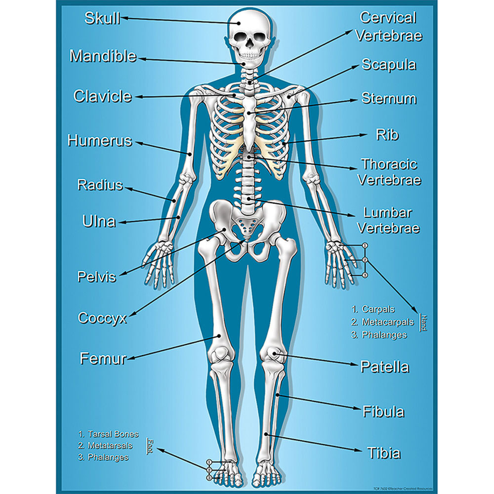 Skeleton Chart Tcr7632 Teacher Created Resources Chartsscience