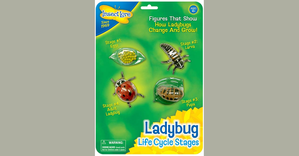 Ladybug Life Cycle Stages - ILP6090, Insect Lore