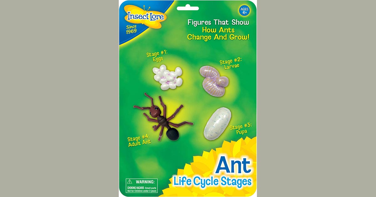 Ant Life Cycle Stages - ILP6110 | Insect Lore | Animal Studies