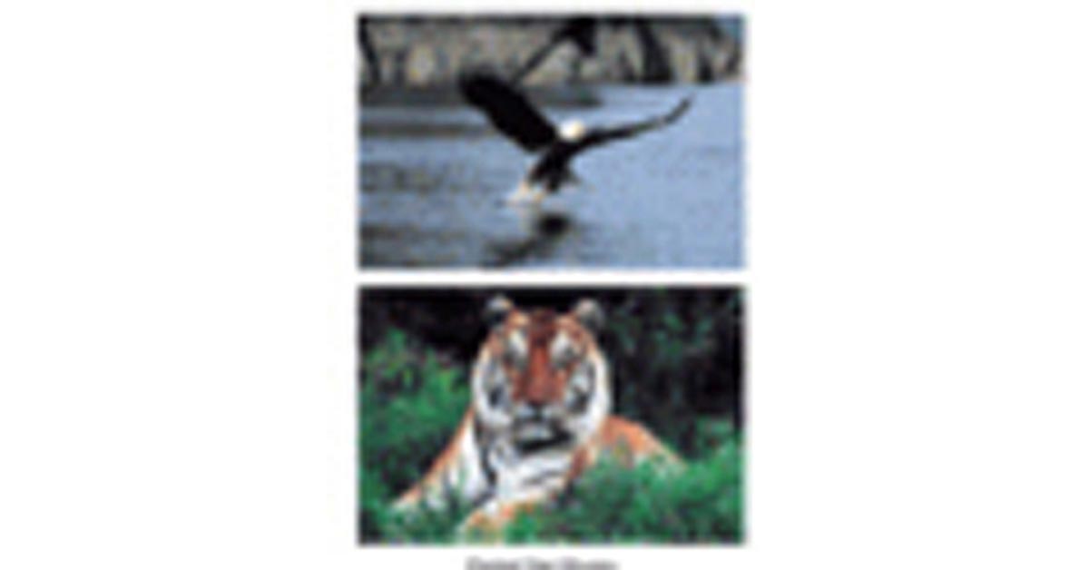 WILD ANIMALS - EDUCATIONAL CHART POSTER (61x91cm) NEW WALL ART PICTURE PRINT