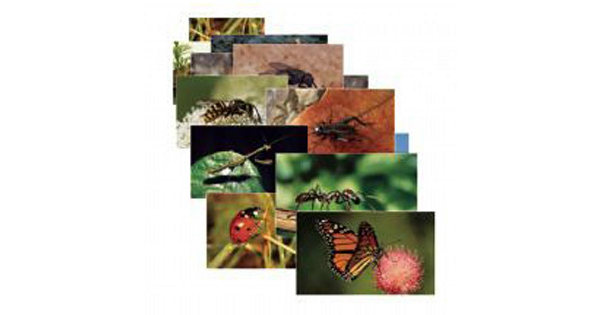 STAGES LEARNING MATERIALS INSECTS 14 POSTER CARDS 