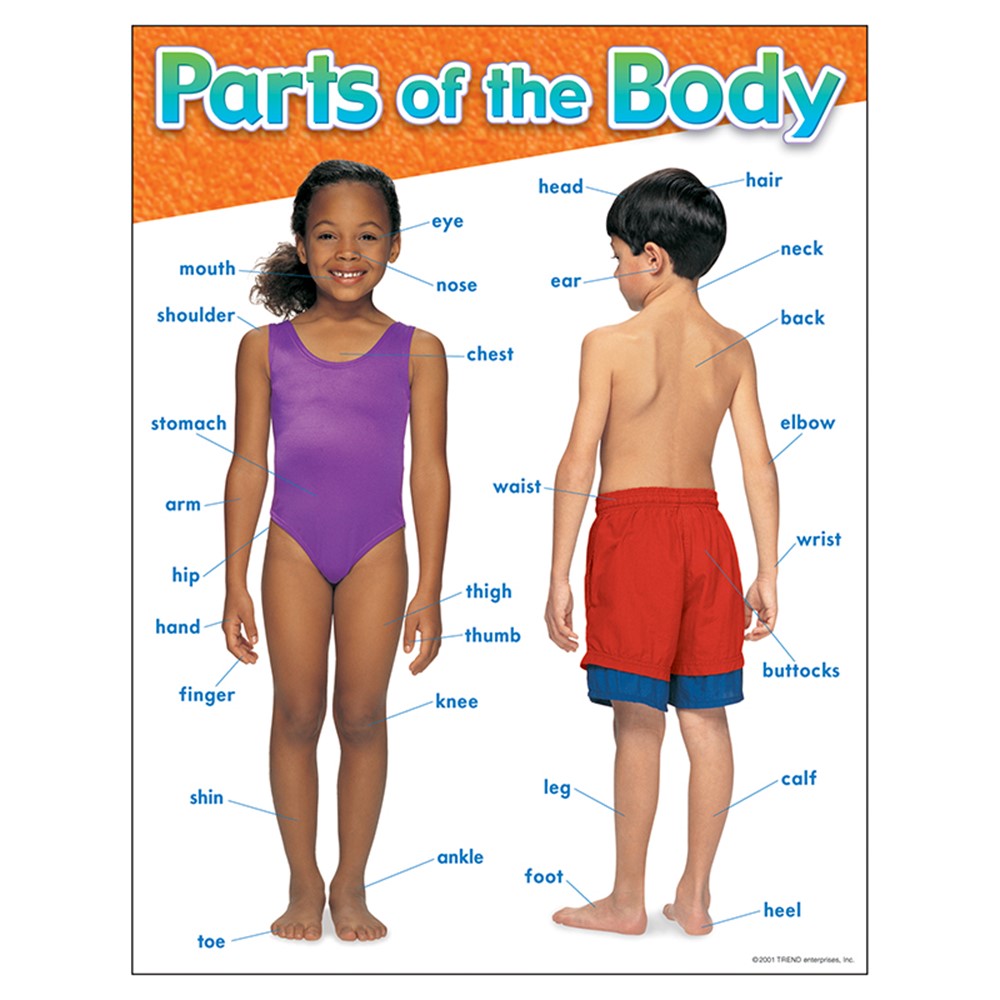 Parts of the Body Learning Chart, 17" x 22" Trend Enterprises Inc. T