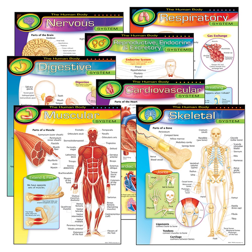 The Human Body Learning Charts Combo Pack, Set of 7 - T-38913