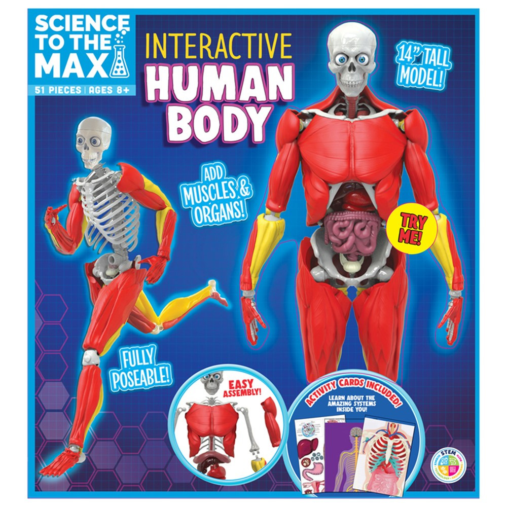 Interactive Human Body - BAT2331 | Be Amazing Toys | Human Anatomy