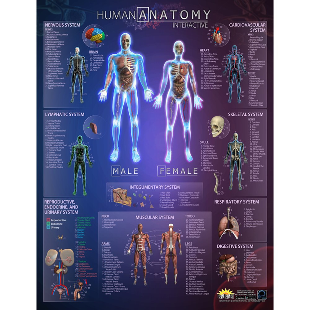IEPIHACB - Human Anatomy Interact Smart Chart in Science