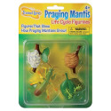 ILP2510 - Mantis Life Cycle Stages in Animal Studies