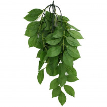 Komodo Grean Leaf Hanging Vine Terrarium Plant - Large - 1 count - EPP-KO93307 | Komodo | 2117