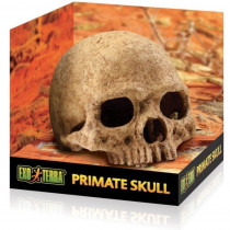 Exo Terra Terrarium Primate Skull Decoration - 1 count - EPP-XPT2855 | Exo Terra | 2131