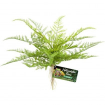 Zoo Med Naturalistic Flora Lace Fern - 1 count - EPP-ZM18062 | Zoo Med | 2117