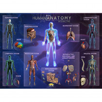 Human Anatomy Smart Mats, Set of 4 - IEPSMHA | Popar Toys | Human Anatomy