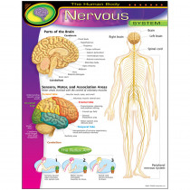 T-38089 - Chart Nervous System in Science