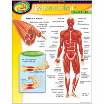 T-38095 - Chart Muscular System in Science