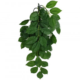 Komodo Grean Leaf Hanging Vine Terrarium Plant - Small - 1 count