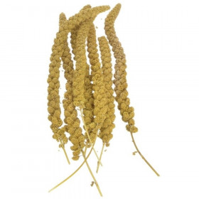 Sunseed Golden Millet Spray Natural Bird Treat - 5 lbs