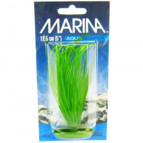 Marina Hairgrass Plant - 5" Tall