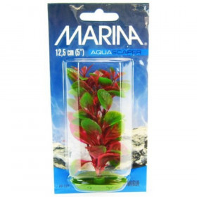 Marina Red Ludwigia Plant - 5" Tall