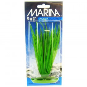 Marina Hairgrass Plant - 8" Tall