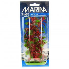 Marina Red Ludwigia Plant - 8" Tall