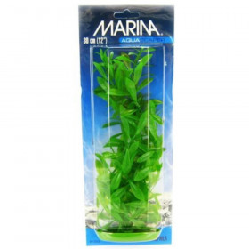 Marina Hygrophila Plant - 12" Tall