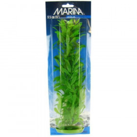 Marina Hygrophila Plant - 15" Tall
