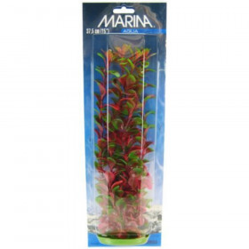 Marina Red Ludwigia Plant - 15" Tall