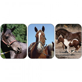 Horses Real Photos Giant Stickers
