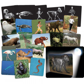 What's Inside Animals Card Set