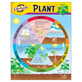 Life Cycle of a Plant Learning Chart, 17" x 22"