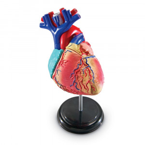 LER3334 - Model Heart Anatomy in Human Anatomy