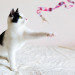 Interactive Teaser Wand Cat Toy with Feather