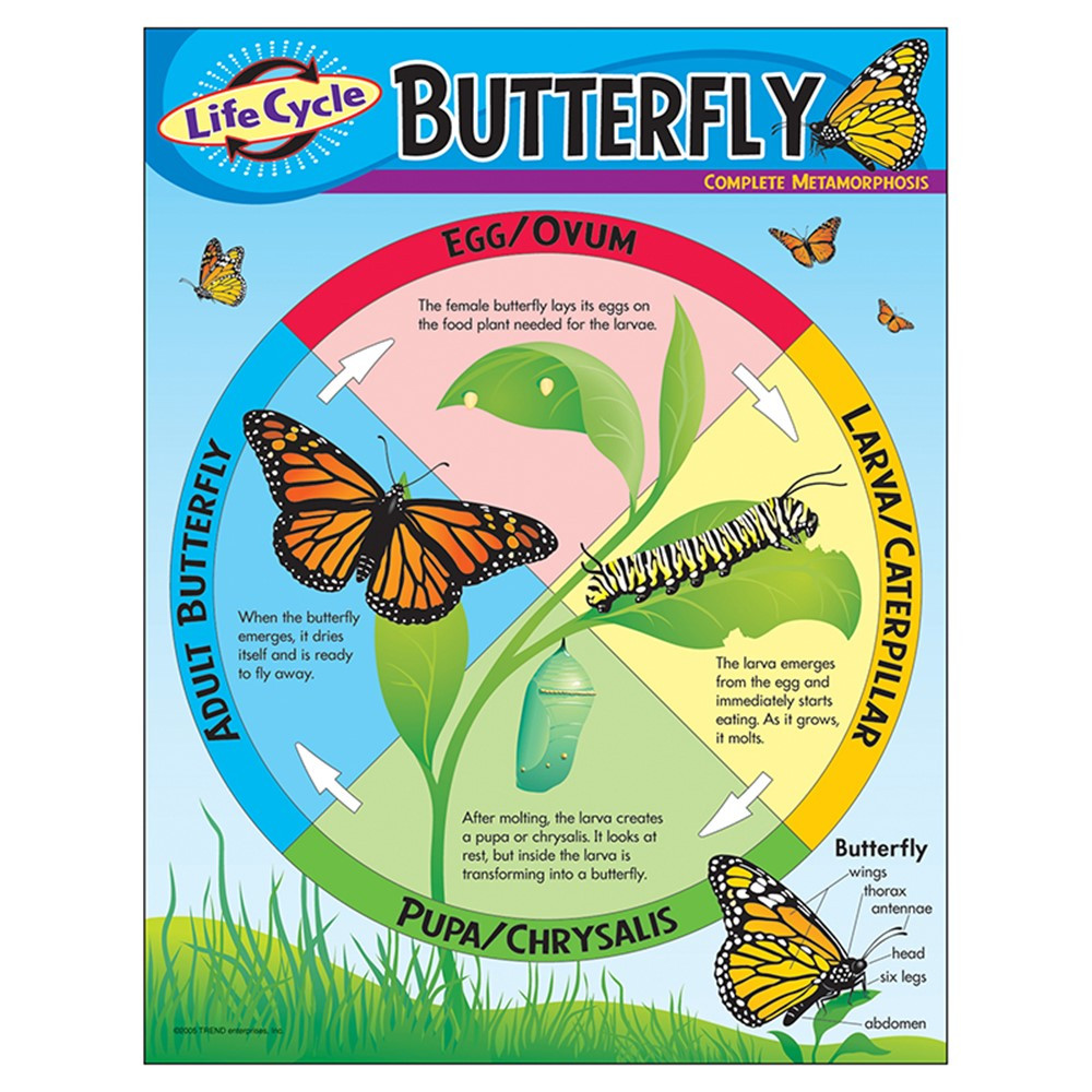 fun activities life cycle butterfly wheel