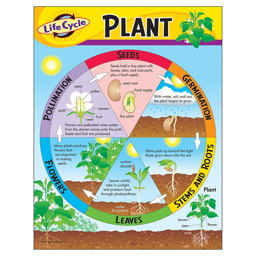 Life Cycle of a Plant Learning Chart, 17" x 22" T38179 Trend
