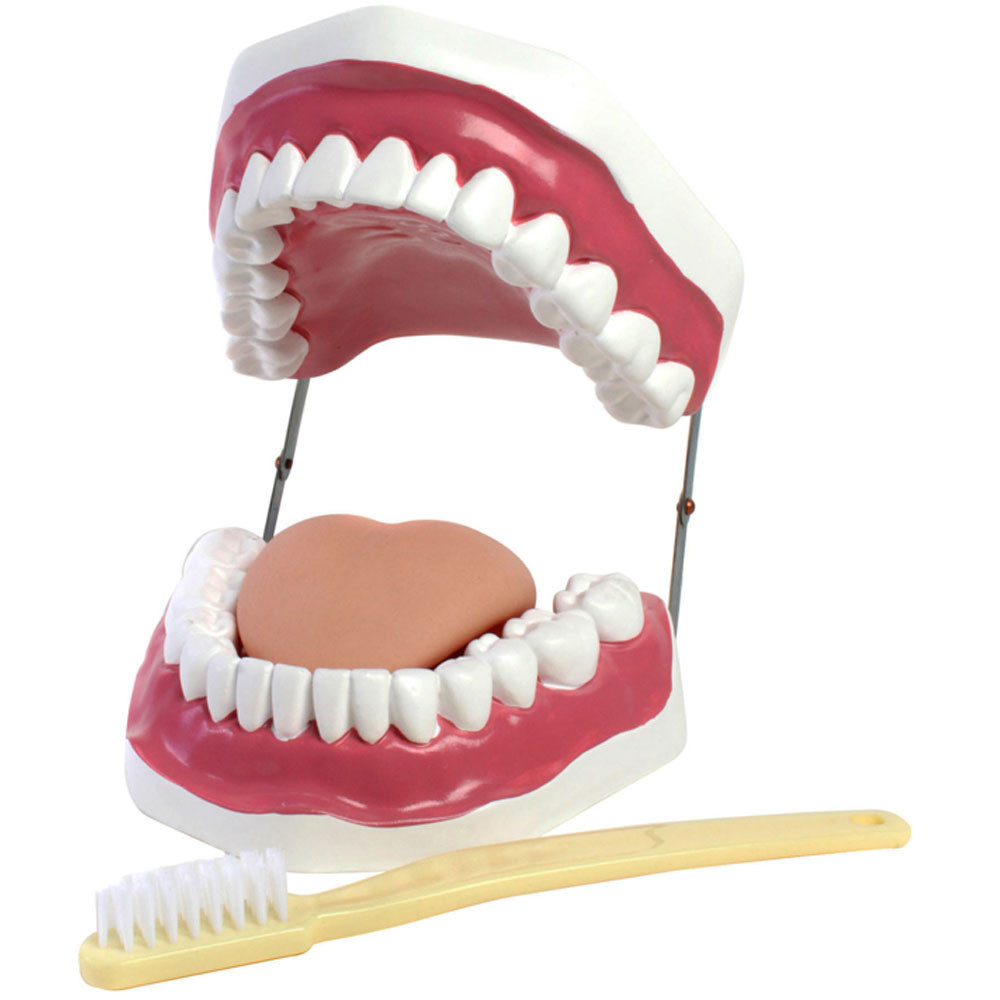 AEP71420 - Oral Hygiene Model in Lab Equipment
