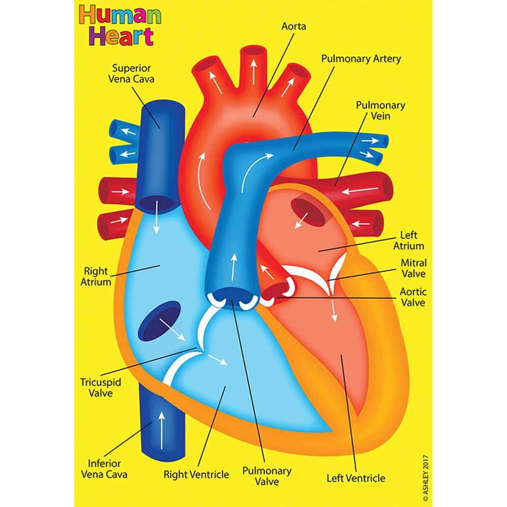ASH40022 - Human Body Foam Manipulatives Heart in Human Anatomy