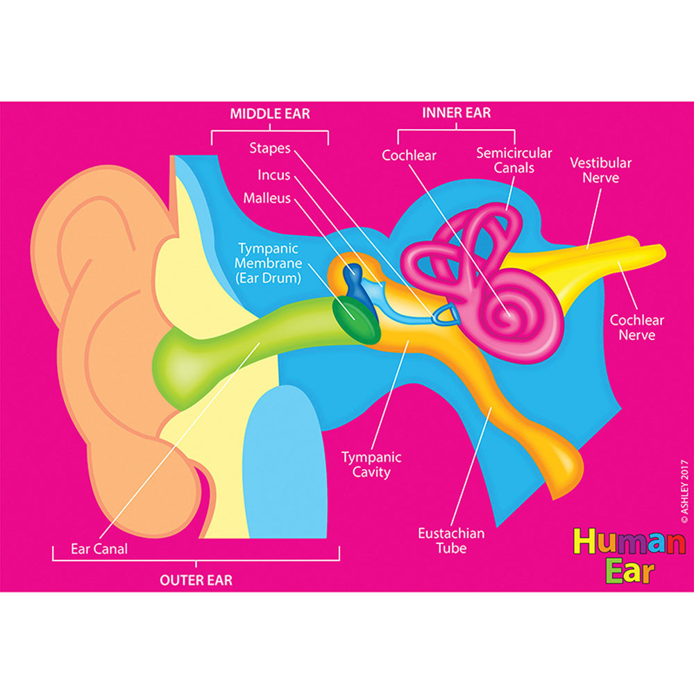 ASH40025 - Human Body Foam Manipulatives Ear in Human Anatomy