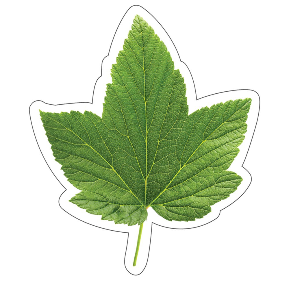 Green leaf отзывы. Как выглядит салатовый лист. Указатель листик прозрачный. Цифры листики зеленый цвет. Листья на земле Cut out.