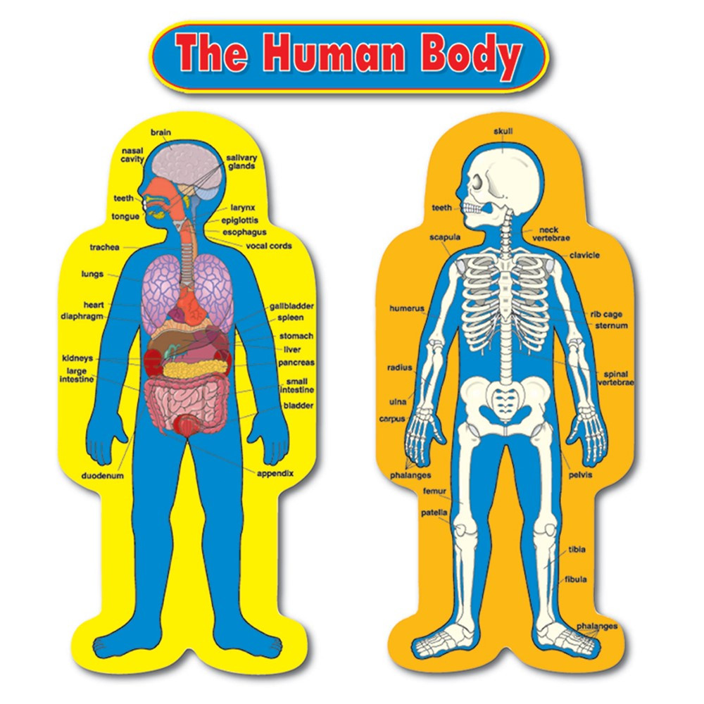 CD-3215 - Bulletin Board Set Child-Size Human Body 2 Figures 50T in Science