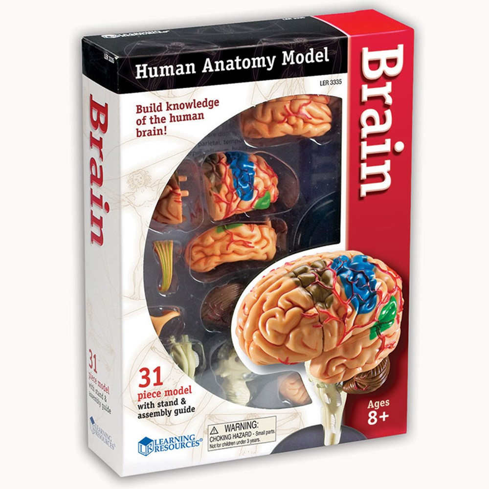 LER3335 - Model Brain Anatomy in Human Anatomy