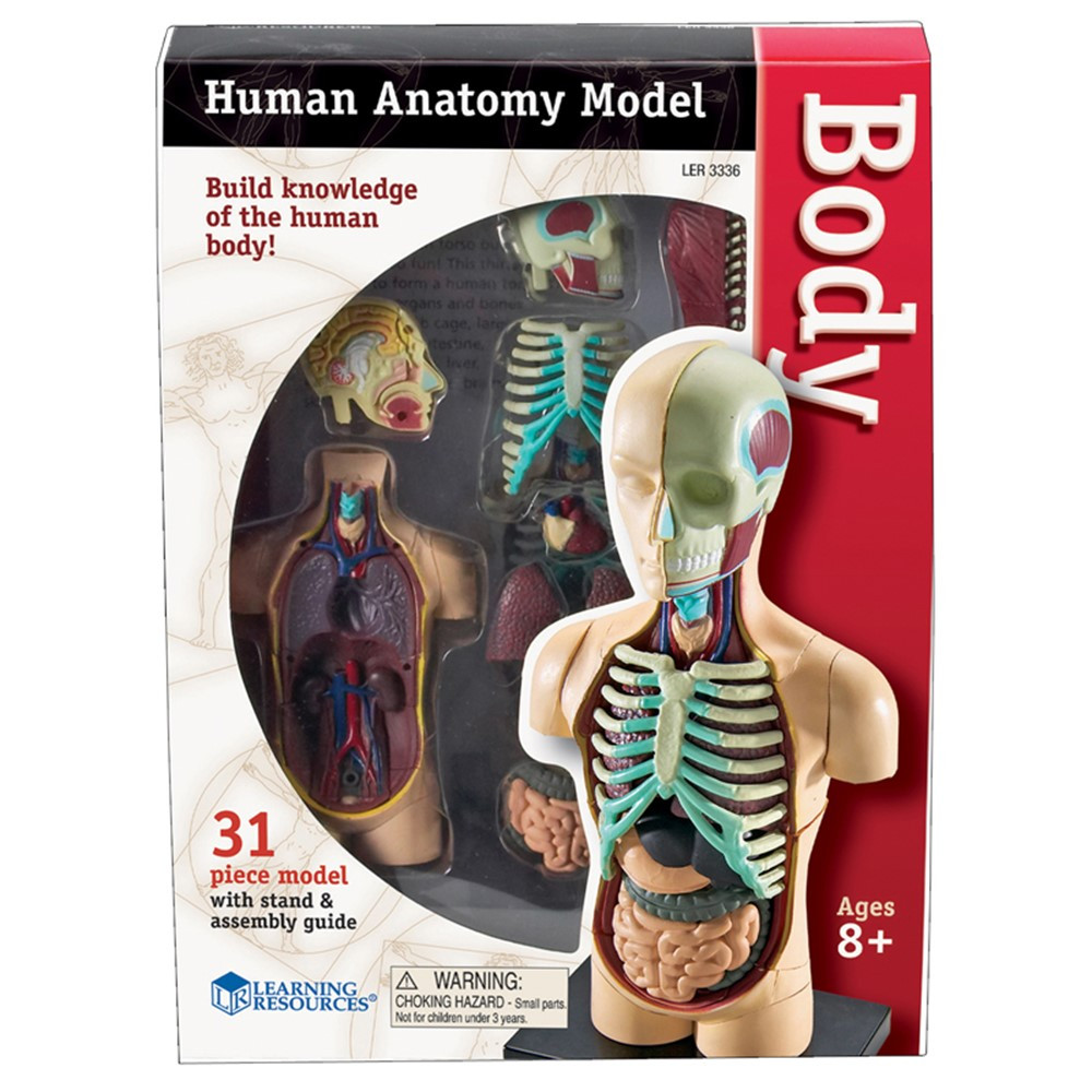 LER3336 - Model Human Body Anatomy in Human Anatomy