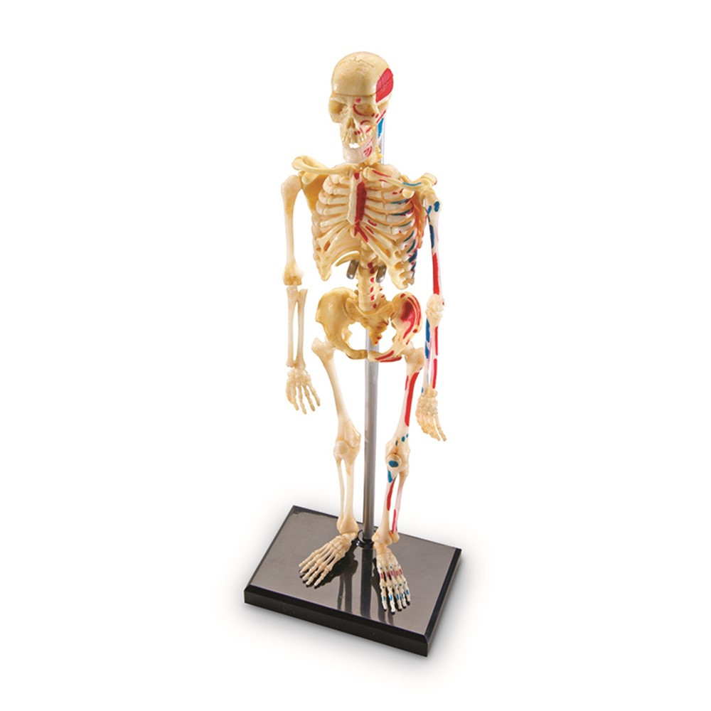 LER3337 - Model Skeleton in Human Anatomy