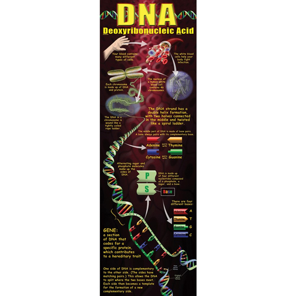 MC-V1652 - Dna Colossal Poster in Science