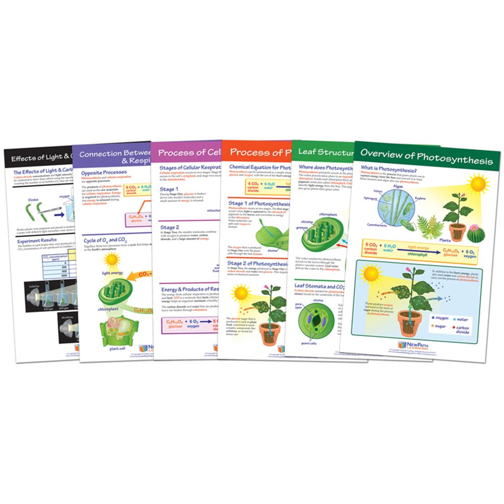 Photosysthesis Bulletin Board Chart Set, Grades 3-5 - NP-947016 | New Path Learning | Science