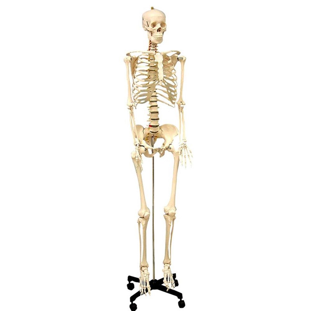 Life Size Human Skeleton Model with Key, Rod Mount - SKFB12407S3 | Supertek Scientific | Human Anatomy