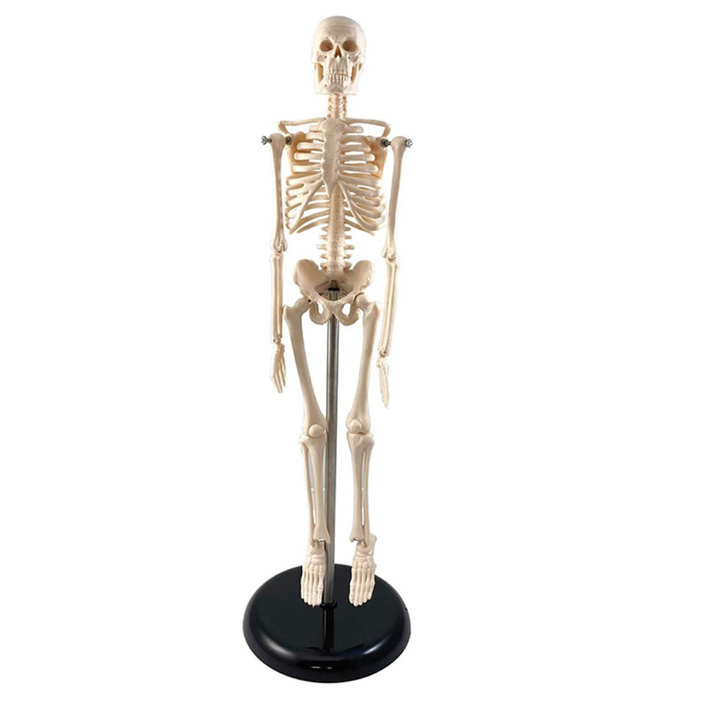 Human Skeleton Model with Key, 17 - SKFB12408S3 | Supertek Scientific | Human Anatomy"