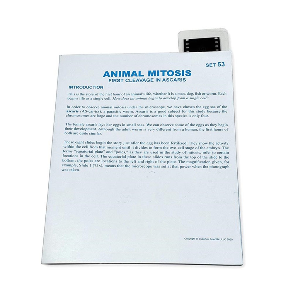 Microslide, Animal Mitosis, 35mm - SKFT53 | Supertek Scientific | Microscopes