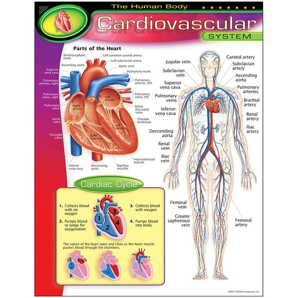 Cardiovascular System Chart