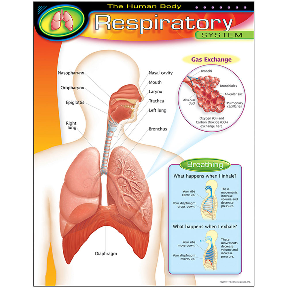 T-38094 - Chart Respiratory System in Science