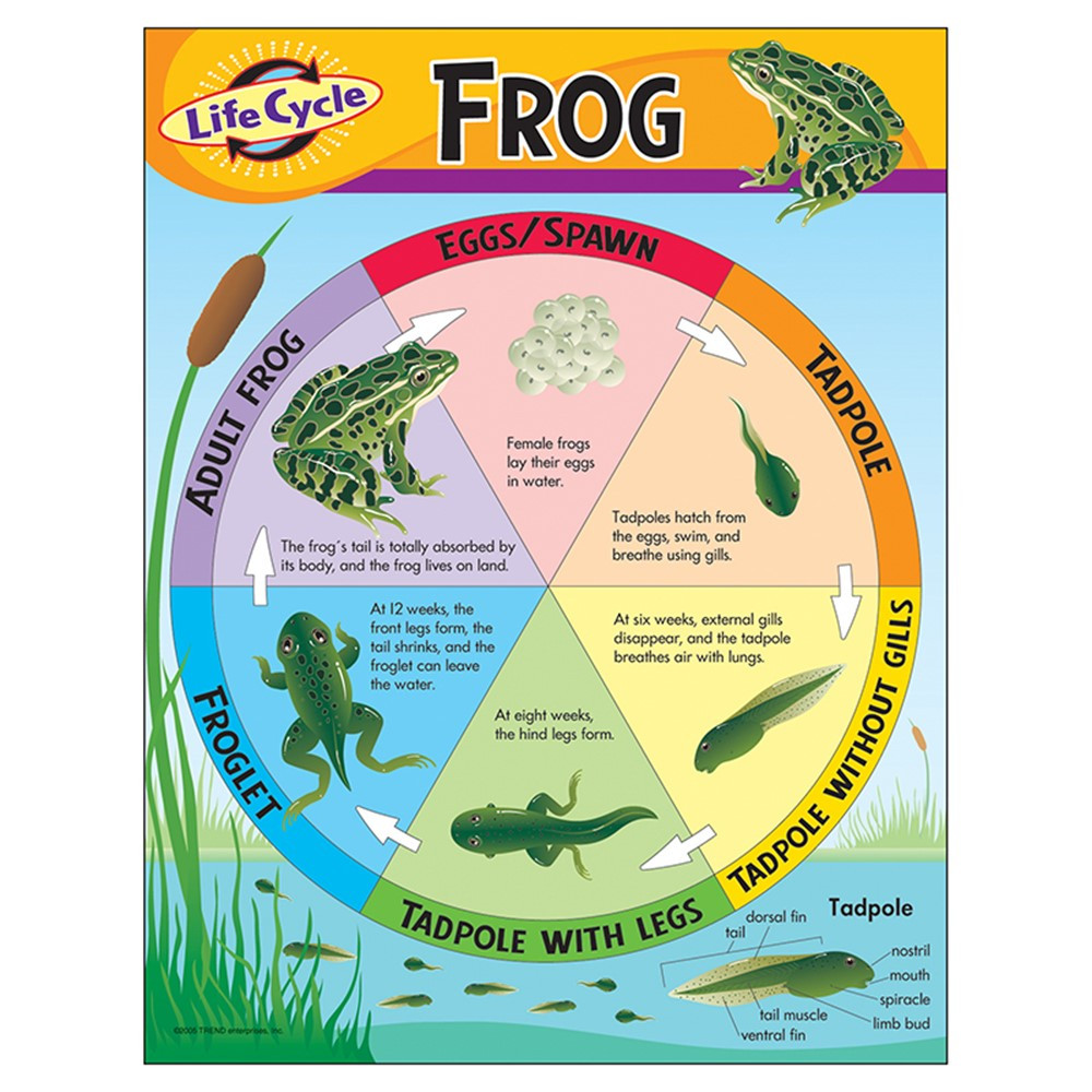 T-38152 - Chart Life Cycle Of A Frog in Science